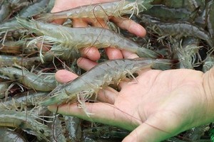 白足蝦。（圖源：互聯網）