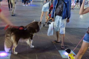 主人遛狗時要給狗兒戴嘴套，否則被處罰。