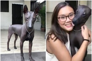 無毛的“Piper”不動時更加像一具銅像。（圖源：互聯網）