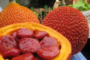 木鱉果。（圖源：互聯網）