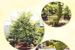 “春天情誼”活動為窮人籌款