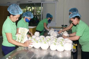 供出口的椰子加工線。