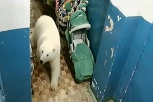 一隻北極熊闖入民房。（圖源：互聯網）