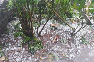 奠邊省芒聶縣一帶出現強降雨伴隨約有手指頭般的冰雹。（圖源：越通社）