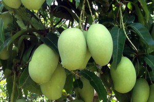 農業與農村發展部植物保護局：美國准許進口我國芒果。（示意圖源：互聯網）