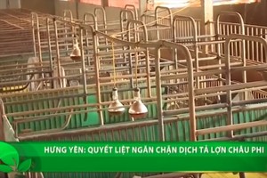 興安與太平省出現非洲豬瘟疫區。（圖源：VTC視頻截圖）