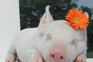 （示意圖源：互聯網）