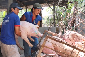 本市檢查來歷不明的豬隻。（圖源：陳孟）