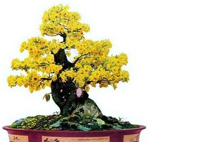 （示意圖源：互聯網）