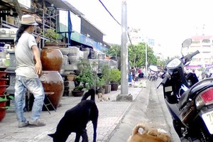 隨意遛放貓、狗的情況仍相當普遍。