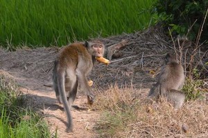 偷食蔬果的兩頭猴子。（圖源：TPO）