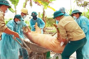 獸醫工作人員把染病的豬隻進行銷毀。（圖源：姜力）