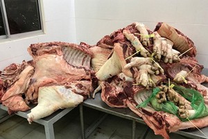 被查獲的呈口蹄疫跡象豬肉。（圖源：西芳）