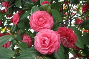 （示意圖源：互聯網）