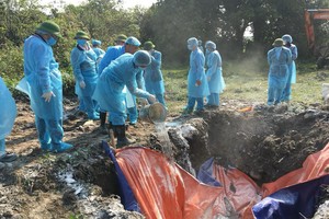 職能機關將病豬銷毀。（圖源：P. Thảo）