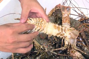 富安省的龍蝦死於黑腮病。（圖源：民智）