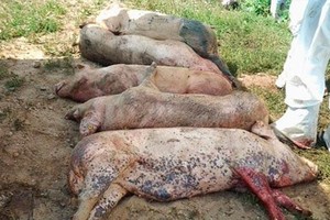 感染非洲豬瘟的死豬。（圖源：互聯網）