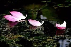 （示意圖源：互聯網）