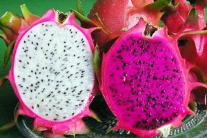 紅肉火龍果售價從每公斤3萬5000到4萬元和白肉火龍果每公斤售價1萬5000到2萬元，比去年最低價時上漲3倍。（示意圖源：田升）