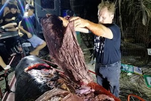 經過解剖，工作人員在鯨魚胃中發現了近40公斤塑膠垃圾。（圖源：AFP）