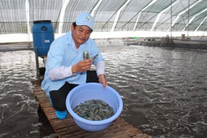 澳大利亞聯邦科學與CSIRO：協助目前放養草蝦效率提高三倍，並通過改善投產、應用及良好發展試行養殖及有效管理養殖區規劃事宜以提高生產效率。（示意圖源：互聯網）