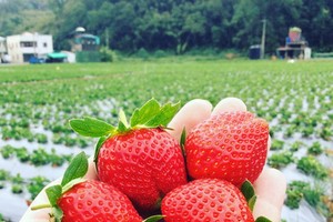 （示意圖源：互聯網）