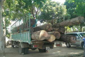 被查獲並扣留的走私木材。（圖源：友福）