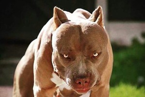 十分兇猛的比特犬。（示意圖源：互聯網）