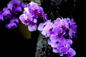 （示意圖源：互聯網）