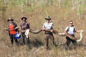 該蟒身形巨大，需四人合抬。（圖源：互聯網）