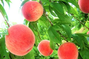 （示意圖源：互聯網）