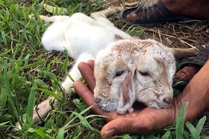 小羊有兩個頭4隻眼睛、兩個鼻子、兩個口，但僅有3隻耳朵。（圖源：九龍）