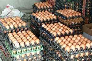 雞蛋售價創 10 年來新低，每顆雞蛋的售價僅介於850至900元之間。（示意圖源：互聯網）