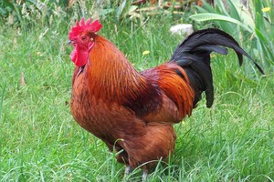 （示意圖源：互聯網）