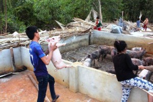 污染養豬戶遷移一事當前仍停滯不前。（圖源：民越）