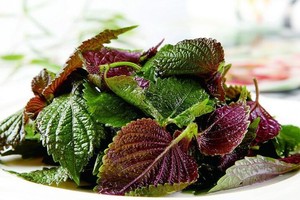 紫蘇葉。（圖源：互聯網）