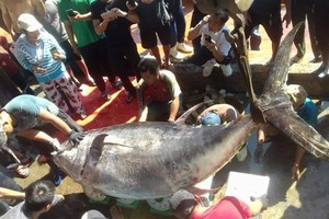 重達386公斤的黃鰭金槍魚。（圖源：忠孝）