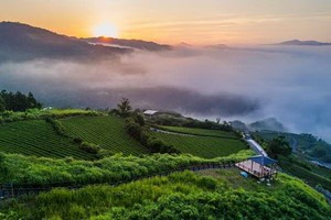 坪林茶田一隅。