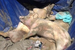 感染非洲豬瘟死亡的豬隻按規定進行燒毀。（圖源：月映）