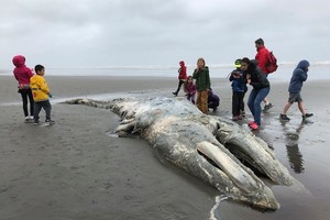 美國西岸有大批灰鯨死亡。（圖源：AP）