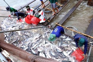 網箱養殖的查魚收穫。（圖源：越通社）