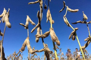 圖為 2019年1月31日，巴西戈亞斯州Rio Verde的大豆種植園。 （圖源：路透社）