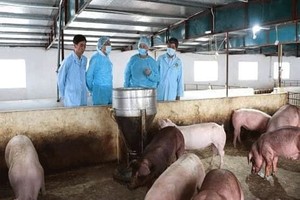 感染非洲豬瘟的豬群。（圖源：東河）