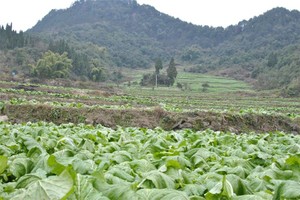 （示意圖源：互聯網）