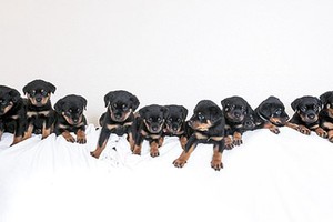 羅茜一胎產下16隻健康狗寶寶。（圖源：互聯網）