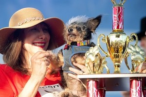 「無賴流浪漢」奪得「全球最醜狗」冠軍。（圖源：Getty Images）
