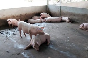 圖為巴地-頭頓省州德縣溪澆鄉的一戶養豬場豬群發生非洲豬瘟疫情。