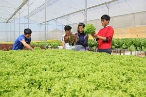 遊客參觀古芝縣無公害蔬菜農場。（圖源：越通社）