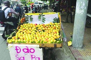 來自中國的油桃正充斥市場。（圖源：互聯網）