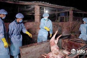 違規簽發檢疫證的幹部被停職。（示意圖源：Infonet）